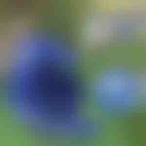 Podesivi reflektujući pojas i povodac | LEASHNGO