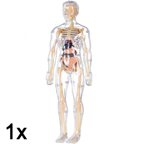 1x 3D model učenja anatomije ljudskog tela | FLESHTOPIA