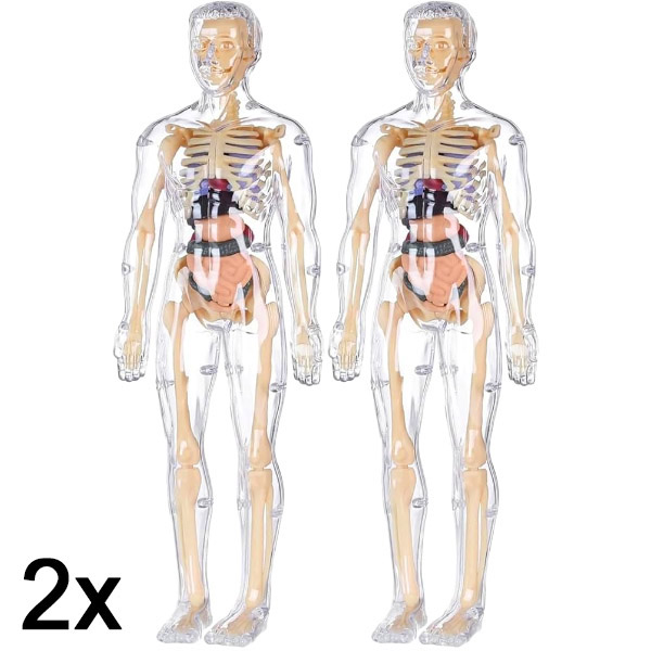 2x 3D model učenja anatomije ljudskog tela | FLESHTOPIA