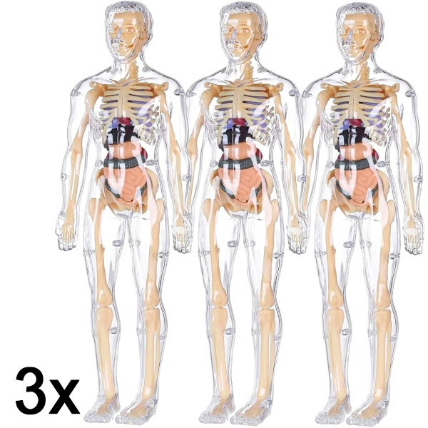 3x 3D model učenja anatomije ljudskog tela | FLESHTOPIA